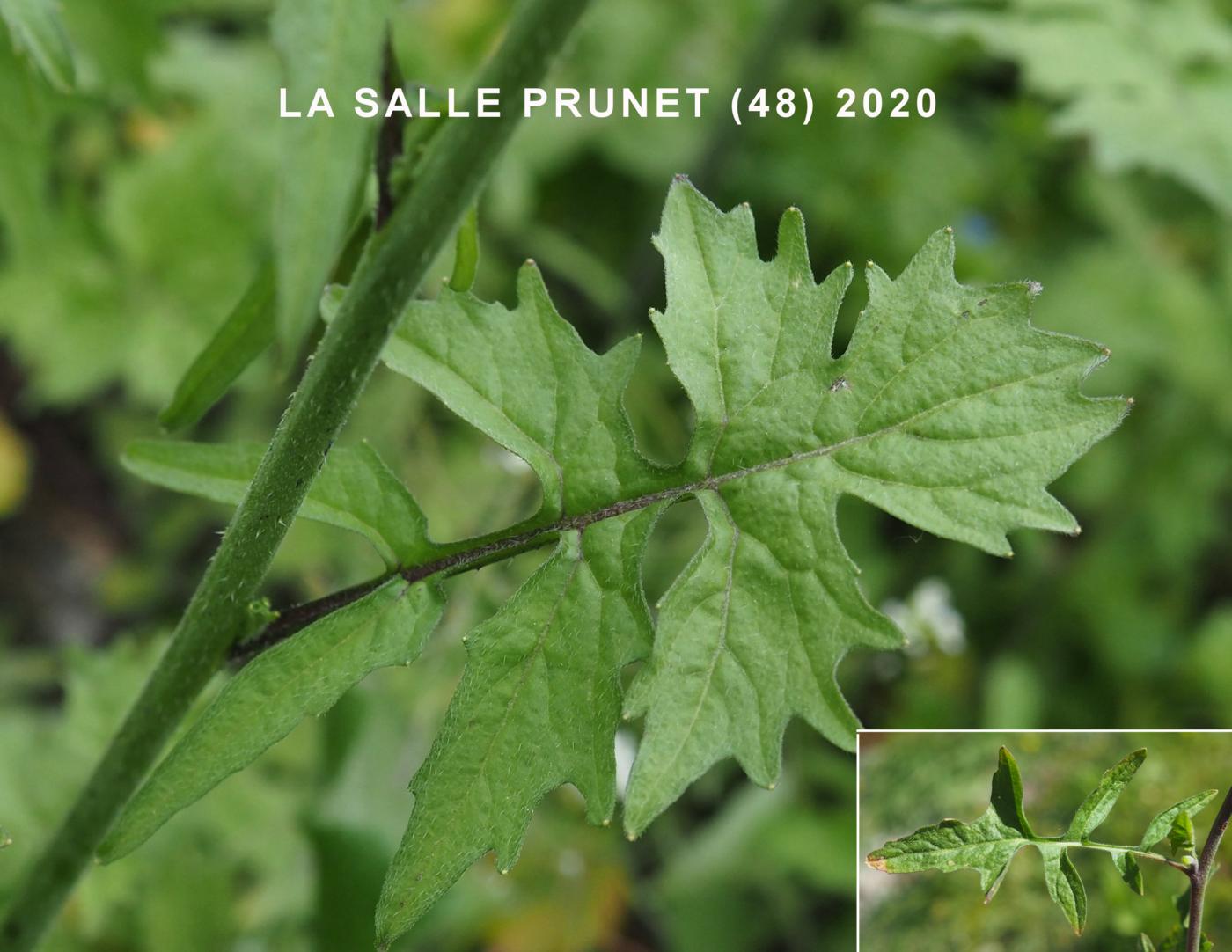 Hedge Mustard leaf
